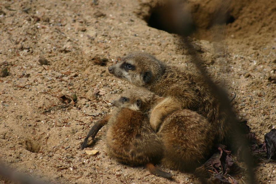 2011040701144444_k-Zoo 014.jpg